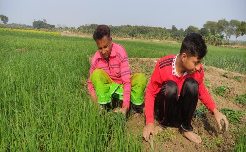 কুষ্টিয়ায় পেঁয়াজের চারা রোপণে ব্যস্ত কৃষকেরা