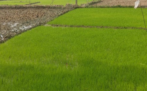 কুষ্টিয়ায় বোরো ধানের বীজতলা পরিচর্যায় ব্যস্ত কৃষকেরা