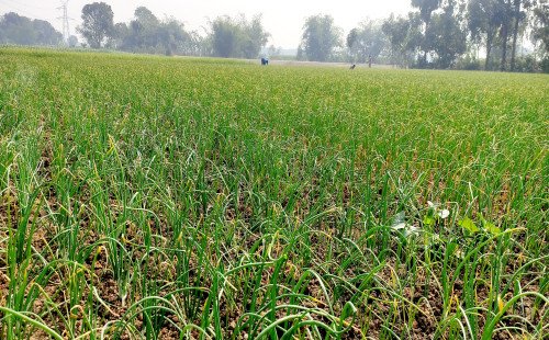 কুষ্টিয়ায় পেঁয়াজের বাম্পার ফলনের আশা বাজারদরে কৃষক হতাশ