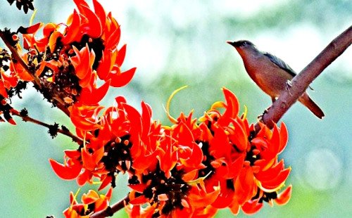 আজ পহেলা ফাল্গুন! ফুল ফুটুক আর নাই ফুটুক আজ বসন্ত