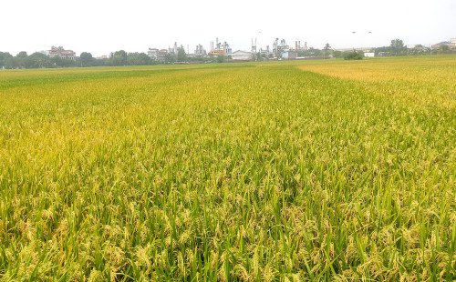 কুষ্টিয়ায় বোরো ধানের বাম্পার ফলনের আশায় কৃষকের মুখে তৃপ্তির হাঁসি