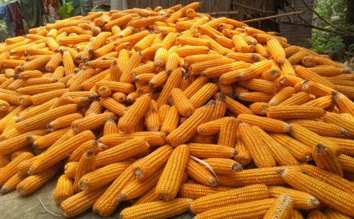 কুষ্টিয়ায় ভুট্টা চাষে এবার বাম্পার ফলন কৃষকের মুখে তৃপ্তির হাঁসি