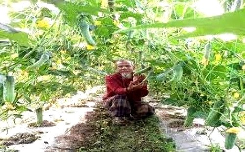 শীতল ফল শশা গ্রীষ্মে স্বস্তির দান