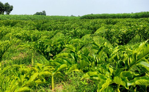 কুষ্টিয়ায় ওল কচু চাষে সফলতা, অর্থনৈতিকভাবে লাভবান হচ্ছেন কৃষকেরা