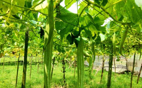 কুষ্টিয়ায় চিচিঙ্গা চাষে কৃষকের সফলতা: বদলে যাচ্ছে ভাগ্য