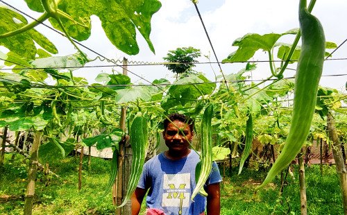 কুষ্টিয়ায় চিচিঙ্গা চাষে কৃষকের সফলতা: বদলে যাচ্ছে ভাগ্য