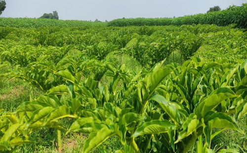 কুষ্টিয়ার মাটির গর্ভে সোনার ফসল ওল কচু চাষে সম্ভাবনার নতুন দিগন্ত"