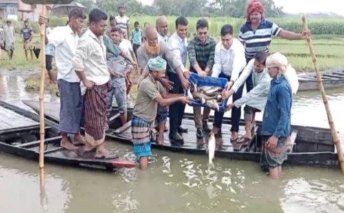 মেহেরপুর সদর উপজেলার হরিরামপুর বিলে মাছের পোনা অবমুক্তকরণ উদ্বোধন