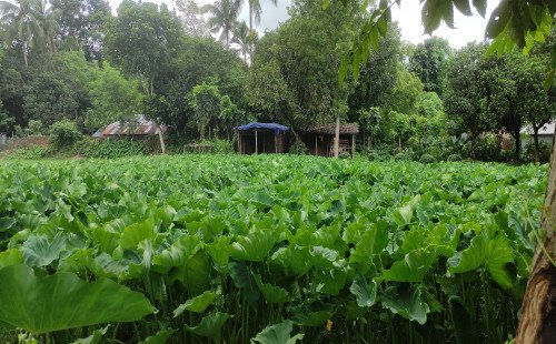 কচুর হাসি এবার মাঠে, কৃষকের মনে আশার আলো"