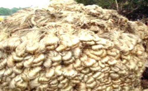 কুষ্টিয়ায় পাট শিল্পে নতুন সম্ভাবনা কাঁচা পাট রপ্তানি বন্ধে বাজারে ধাক্কা, তবে বাড়ছে চাষির আগ্রহ