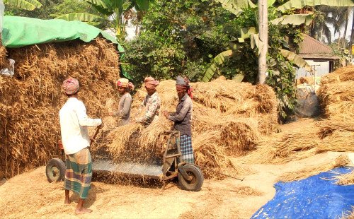 কুষ্টিয়ায় আমন ধানের বাম্পার ফলন, কাটামাড়াইয়ে ব্যস্ত সময় পার করছেন কৃষকরা