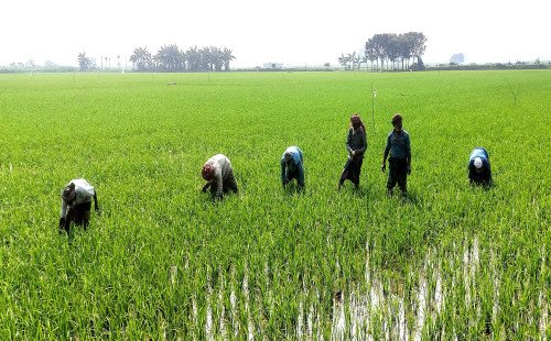 কুষ্টিয়ায় বরো ধানের পরিচর্যায় কৃষকের ব্যস্ততা, বাম্পার ফলনের আশায় প্রহর গোনা