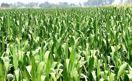 কুষ্টিয়ার মাঠে ভুট্টার সবুজ স্বপ্ন, বাম্পার ফলনের আশায় কৃষকের মুখে আনন্দের হাসি