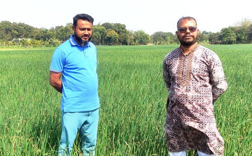 কুষ্টিয়ায় চাকরিজীবী উদ্যোক্তার পেঁয়াজ চাষে বাম্পার ফলনের স্বপ্ন