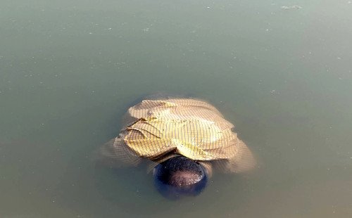 কুষ্টিয়ার গড়াই নদী থেকে অজ্ঞাত যুবকের মরদেহ উদ্ধার এলাকায় চাঞ্চল্য সৃষ্টি