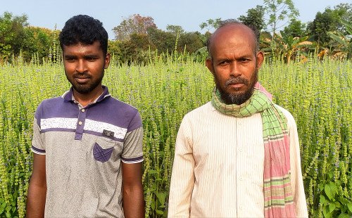 কুষ্টিয়ায় চিয়াসিড চাষে নতুন সম্ভাবনা, সফলতার স্বপ্ন দেখছেন কৃষকেরা
