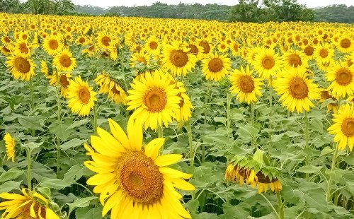 কুষ্টিয়ায় সূর্যমুখী চাষে বাম্পার ফলনের আশা, কৃষকের মুখে সোনালি হাসি
