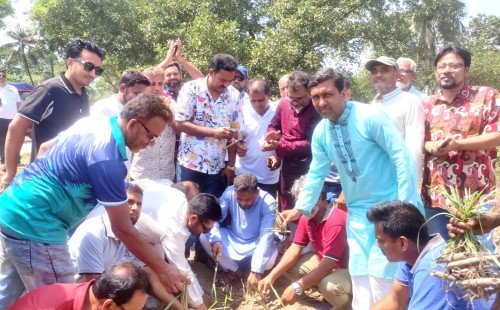 কুষ্টিয়ায় ইক্ষু রোপণ কার্যক্রমের উদ্বোধন, সুগার মিল চালুর দাবিতে নতুন আশার সঞ্চার