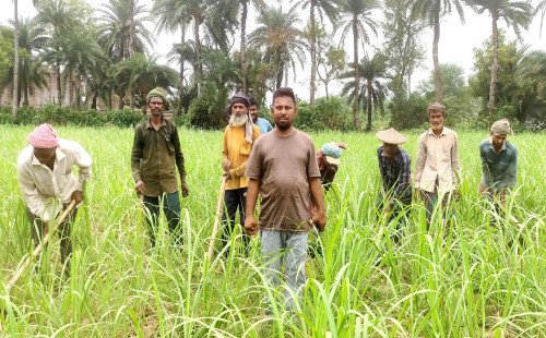 কুষ্টিয়ায় ইক্ষু চাষে বাম্পার ফলনের স্বপ্নে বিভোর কৃষক মিজানুর রহমান