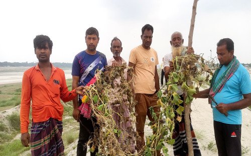 কুমারখালির রায়ডাঙ্গায় পূর্ব শত্রুতার জেরে ১৫ বিঘা জমির ফসল নষ্ট, হতদরিদ্র কৃষকের কান্না