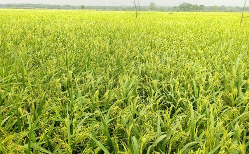 কুষ্টিয়ার মিরপুরে বোরো ধানের বাম্পার ফলনের স্বপ্নে বিভোর কৃষক