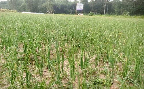 দৌলতপুরে গ্রীষ্মকালীন পেঁয়াজ চাষে সফলতা, বীজ উৎপাদনে নতুন সম্ভাবনার দিগন্ত