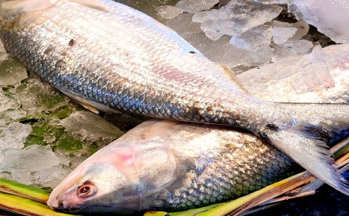 ইলিশ রপ্তানি নীতিমালা পুনর্বিবেচনার আহ্বান, প্রধানমন্ত্রীর কাছে নাগরিকের খোলা চিঠি