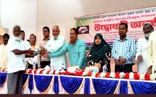 দৌলতপুরে তুলা চাষে ১ কোটি ৬৪ লাখ টাকার প্রণোদনা