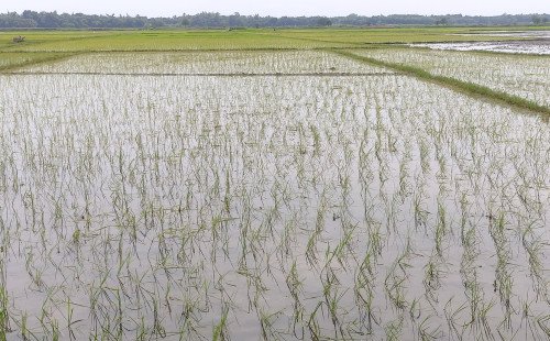 কুষ্টিয়ায় রোপা আমন চারা রোপণে ব্যস্ত কৃষক, বৃষ্টির পানিতে প্রাণ ফিরেছে মাঠে, বাড়তি উৎপাদন ব্যয় নিয়ে দুশ্চিন্তা