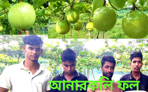ভেড়ামারায় আনারকলি ফল চাষে নতুন স্বপ্ন, সফলতার পথে কৃষি উদ্যোক্তা মিলন